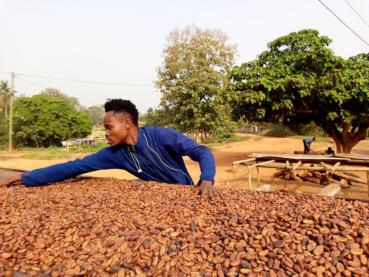 A man farming cocoa in Ghana.