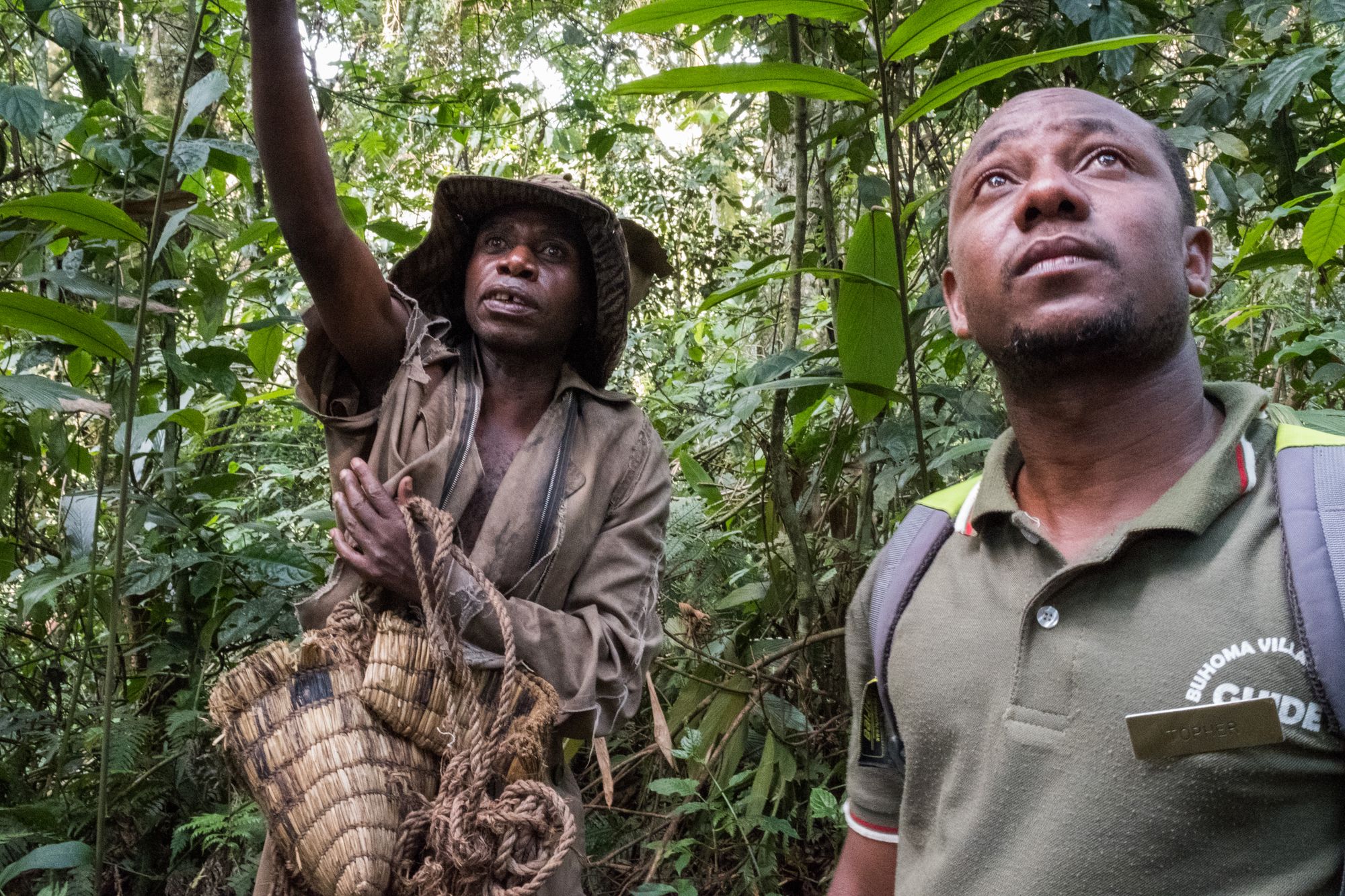 Two local guides stand amongst the trees of a rainforest in Uganda, one gestured to the other to look up into the canopy.