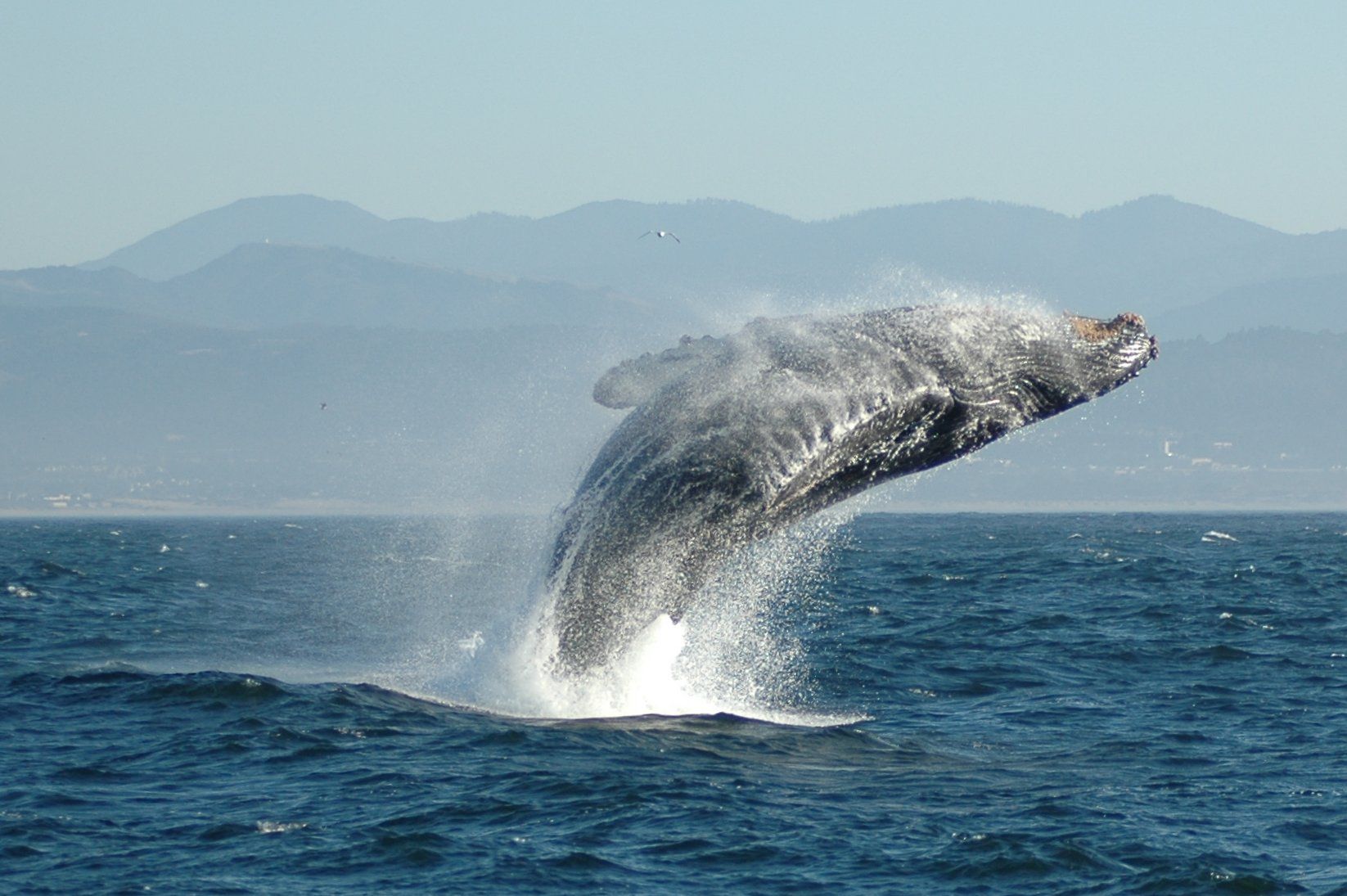 A humpback whale breaching the water, to a backdrop of the sea, hills, and mountains.